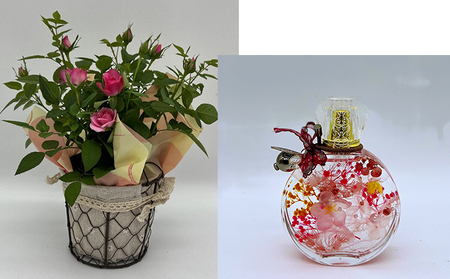 ミニバラ（コルダーナローズ）4号バスケット植とおしゃれな「香水瓶」ハーバリウムセット 植物 薔薇 　※2026年4月下旬～5月下旬頃に順次発送予定　※離島への配送不可
