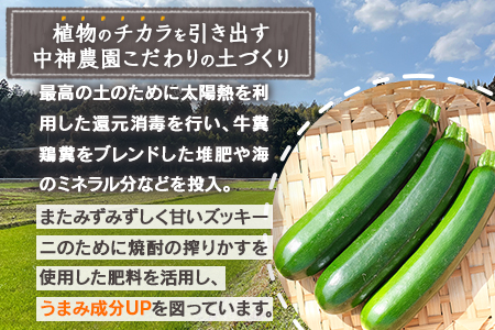 【産地直送】中神農園のズッキーニ 約2kg (10～12本) 【期間限定：11月下旬～5月下旬発送】野菜 ズッキーニ 熊本県 多良木町 国産 新鮮 2キロ 071-0506