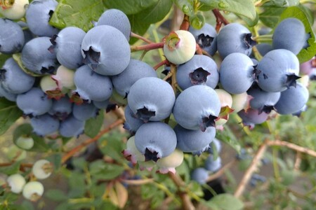 国産ブルーベリーピューレ（3瓶）