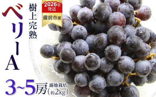 【2026年発送分　先行予約開始！】びぜん葡萄「ベリーＡ」（露地栽培）約2kg（令和8年9月上旬～9月中旬頃発送） 【先行受付 先行予約 岡山県備前市産 ベリーＡ 露地栽培 約2kg 3～5房目安 樹上完熟 】