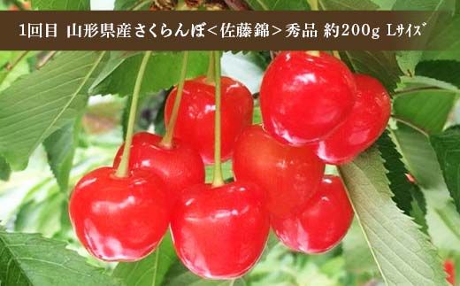 令和8年6月発送開始 山形県 厳選のフルーツ！ 山形県旬のフルーツ定期便Ａ 全3回 佐藤錦 白桃 ラフランス 期間限定 数量限定 山形県産 サクランボ 桃 梨 フルーツ 果物 くだもの 贈答 F4A-
