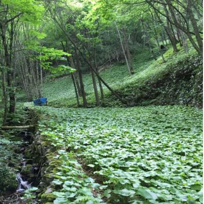 ふるさと納税 吉賀町 山葵の刺身 |  | 03