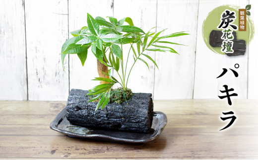 
            炭花壇 観葉植物（パキラ）観葉植物 インテリア おしゃれ プレゼントギフト 贈り物大田区 東京都
          