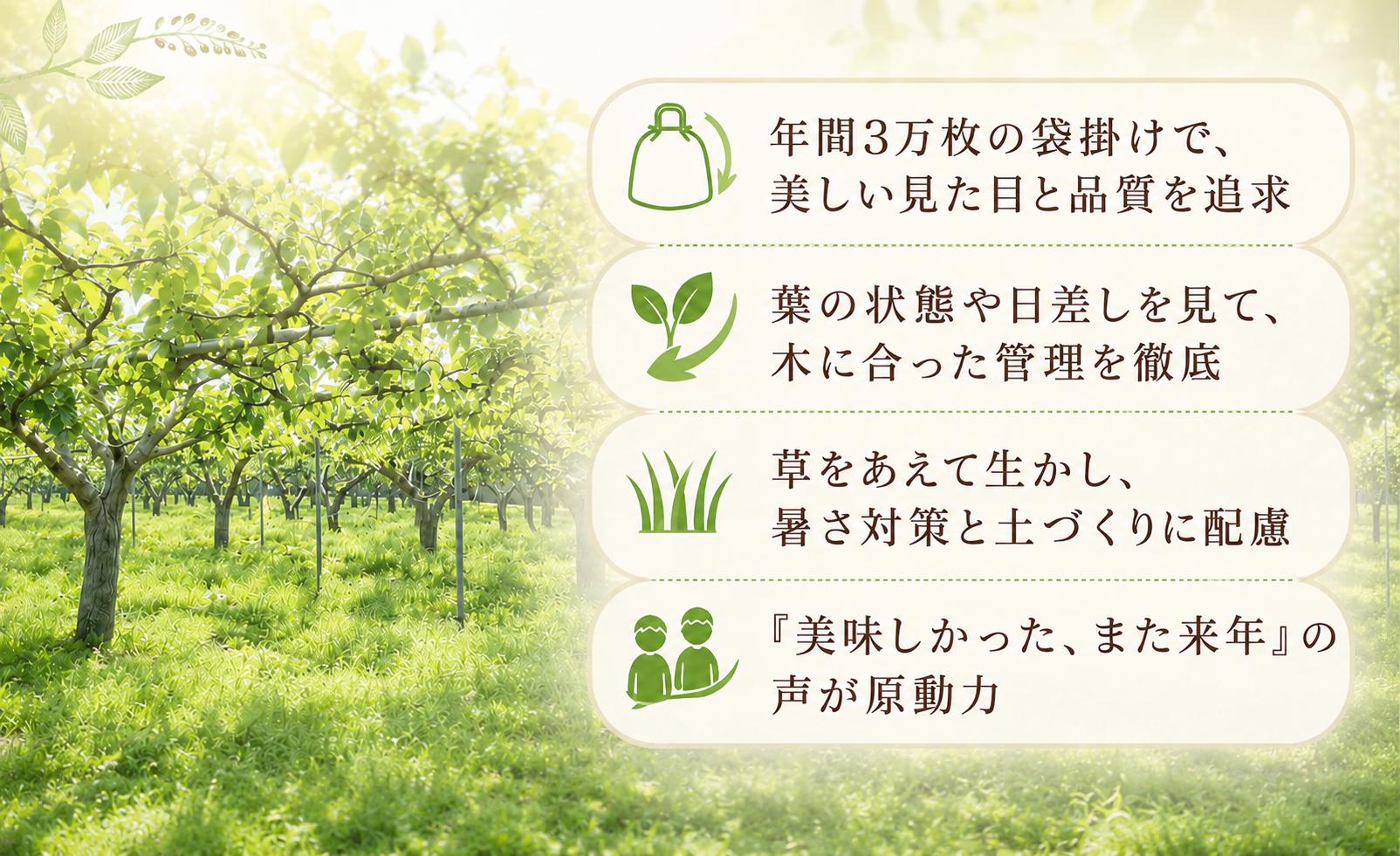 幸水 こうすい コウスイ 梨 なし ナシ