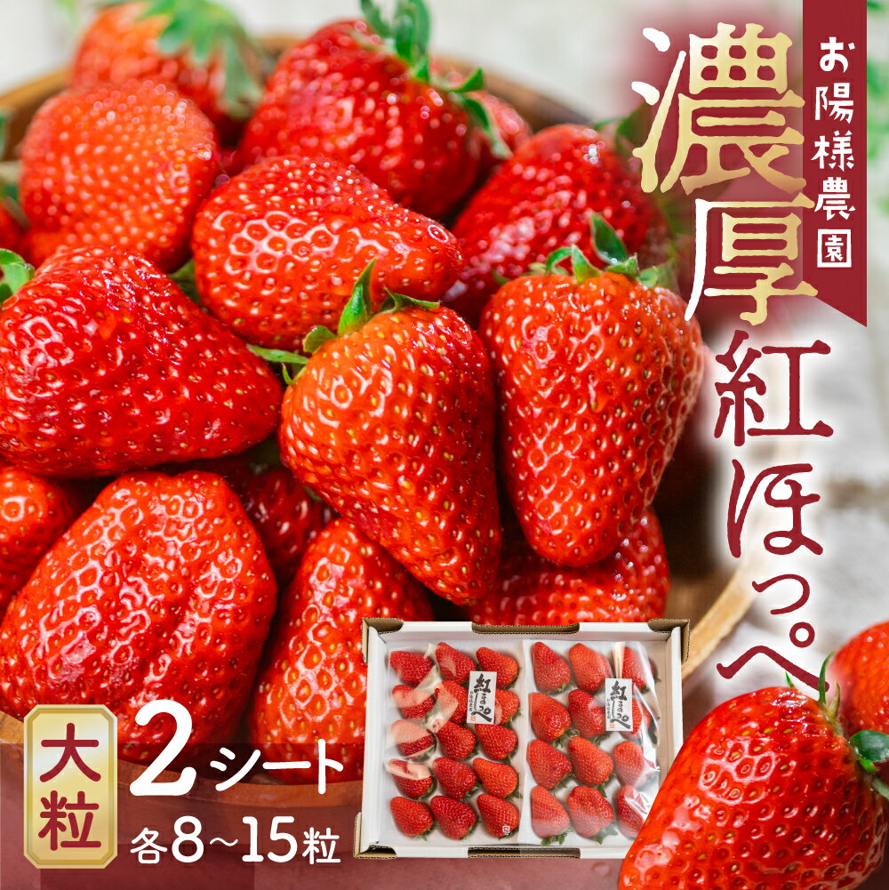 【ふるさと納税】≪先行予約≫ 紅ほっぺ 8～15粒 2シート 発送時期が選べる イチゴ 激甘 いちご 激甘 苺 激甘 果物 くだもの フルーツ お陽様農園 お取り寄せ 田原市 渥美半島 産地直送 送料無料