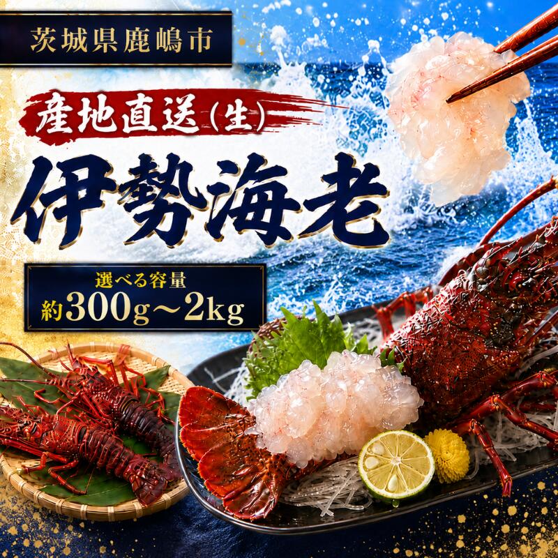 【ふるさと納税】 伊勢海老 【選べる】 約300g～2kg 1～10尾 冷蔵 生 国産 天然 産地直送 鹿島灘 厳選 伊勢エビ エビ 海老 海鮮 シーフード 刺身 味噌汁 鍋 塩ゆで ぷりぷり グリル 濃厚 甘み ボイル バーベキュー 贈答 プレゼント 贈り物 お中元 ギフト 茨城県 鹿嶋市