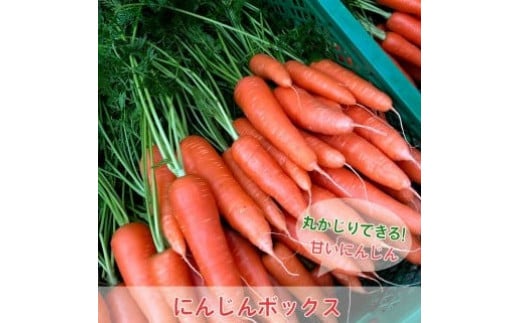 
丸かじりできる！甘いにんじん(約5kg)【発送時期：7月/12月～2月】丸かじり 甘い 人参 安心安全 季節の野菜 新鮮 農薬不使用 フルーティ 京都 綾部 農家直送
