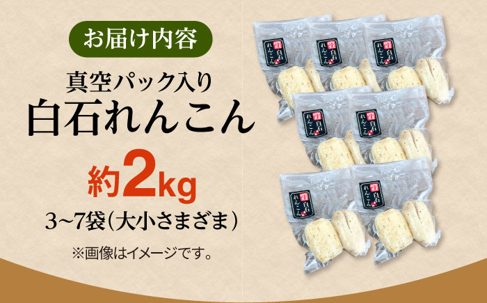 【先行予約】【真空パック】新鮮でおいしい！ 佐賀のがばいうまかレンコン 約2kg【有限会社白石開発】 [IBN006]