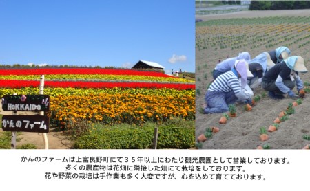 （自宅で楽しい！！食育にピッタリ）上富良野産手作りポップコーンセット 野菜 とうもろこし お菓子 スイーツ 