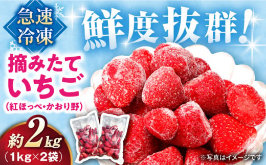 摘みたて冷凍いちご【急速冷凍機使用】紅ほっぺ・かおり野　1kg×2袋　滋賀県長浜市/株式会社みつなりのさと [AQBT003]