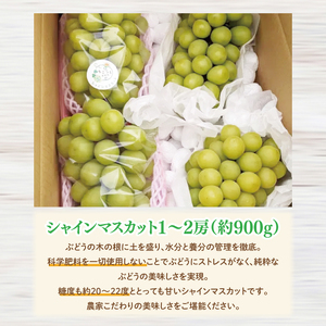 【先行予約】【2025年9月以降発送】糖度約20～22度！美味しさにこだわったシャインマスカット（約900g）1～2房 化学肥料不使用 農家直送【葡萄 ぶどう マスカット フルーツ 果物 くだもの 水