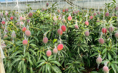 南島原産完熟マンゴー２玉 / 南島原市 / ながいけ[SCH064]