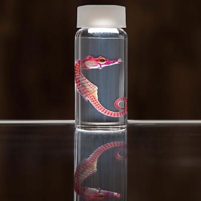 ふるさと納税 枕崎市 透明骨格標本 【タツノオトシゴ】 C0-56 |  | 01