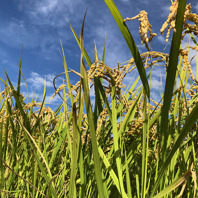 【令和7年度米】【先行予約】農家直送「 富富富 」5kg（玄米）｜富山米 ふふふ　※北海道・沖縄・離島への配送不可　※2025年9月下旬頃より順次発送予定