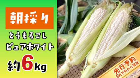 とうもろこし ピュアホワイト 約6kg 朝採り 産地直送 令和8年産