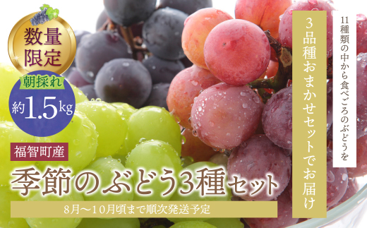 季節のぶどう3種セット 約1.5kg ぶどう 葡萄 福岡県 福智町産 ブランド 果実 送料無料 《 予約受付 》 ぶどう 葡萄 ぶどう 葡萄 ぶどう 葡萄 ぶどう 葡萄 ぶどう 葡萄 ぶどう 葡萄 ぶどう 葡萄 ぶどう 葡萄 ぶどう 葡萄 ぶどう 葡萄 ぶどう 葡萄 ぶどう 葡萄 ぶどう 葡萄 ぶどう 葡萄 ぶどう 葡萄 ぶどう 葡萄 ぶどう 葡萄 ぶどう 葡萄 ぶどう 葡萄 ぶどう 葡萄 ぶどう 葡萄 ぶどう 葡萄 ぶどう 葡萄 ぶどう 葡萄