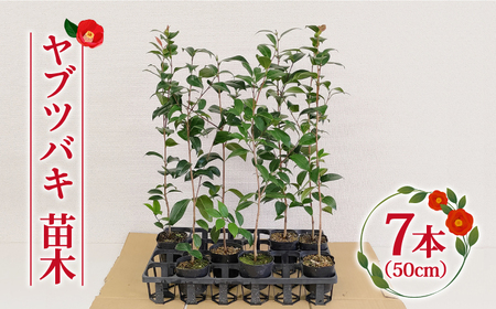 ヤブツバキ 苗木50cm×7本[RBJ002] 椿 つばき ツバキ 苗木 椿 つばき ツバキ 苗木 椿 つばき ツバキ 苗木 椿 つばき ツバキ 苗木 椿 つばき ツバキ 苗木九州 長崎