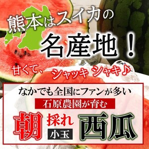 【先行予約】 小玉スイカ（赤色）1玉 熊本県和水町産 【2025年（令和7年）4月中旬～6月頃にかけて順次発送予定】 | 熊本県 和水町 くまもと なごみまち すいか 西瓜 watermelon 小玉