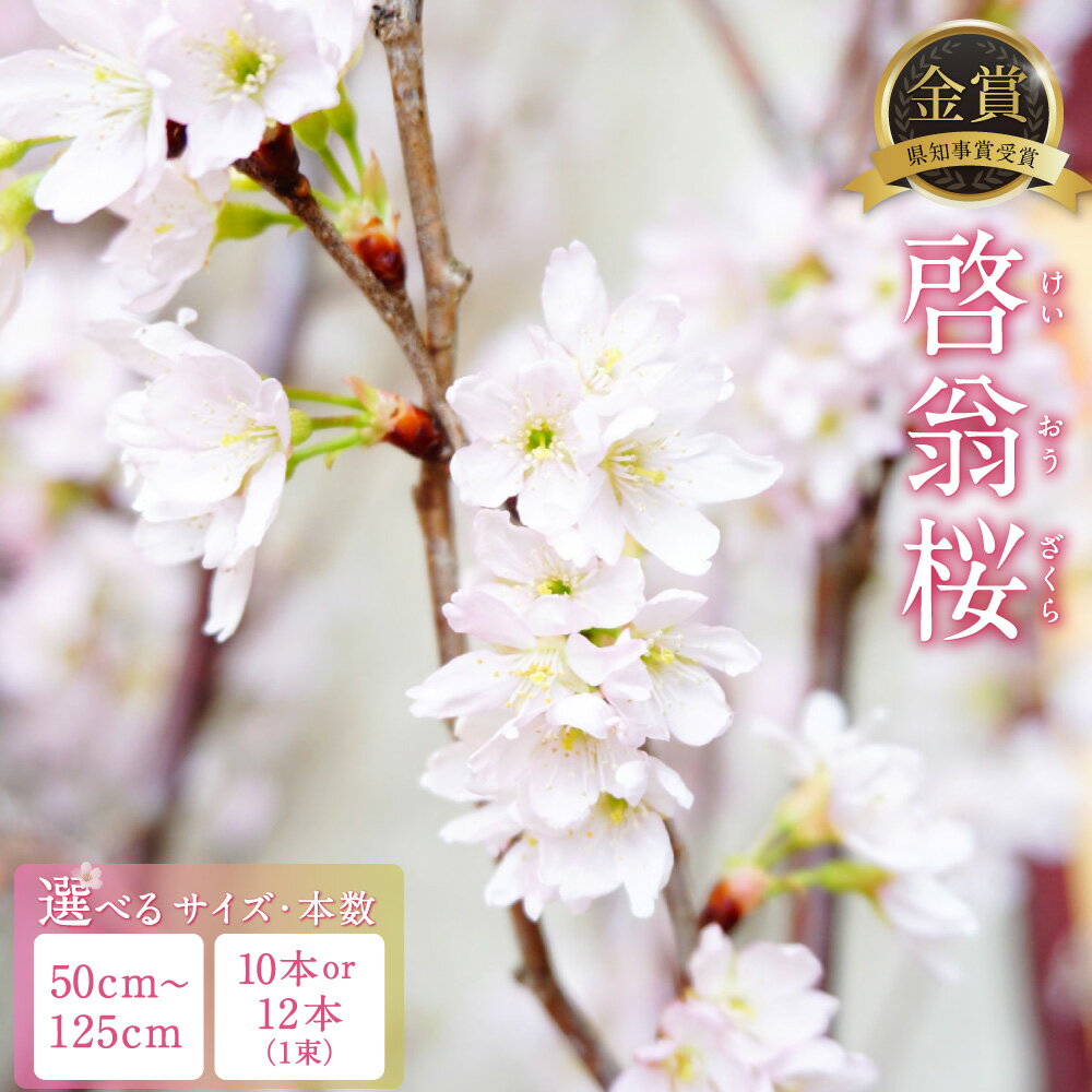 【ふるさと納税】＜選べる種類＞啓翁桜 1束 秀品10本 / 優品10本 / M品10本 / S品12本 / ギフト10本 けいおうざくら 桜 さくら サクラ 花 植物 春 正月飾り 装飾 インテリア 山形県産 国産 山形県 白鷹町 送料無料 【2026年1月上旬～3月上旬発送予定】