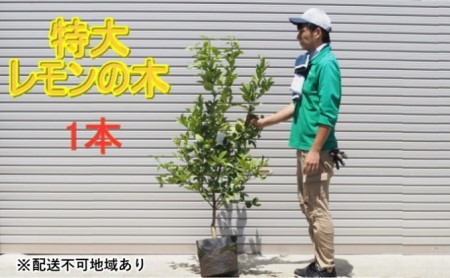 鉢植え レモンの木 特大サイズ 1本 苗木 檸檬 鉢植え