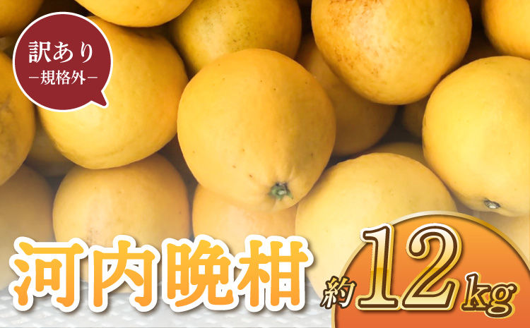 【先行予約】 訳あり 河内晩柑 12kg 規格外 サイズ不選別 果物 くだもの フルーツ 柑橘 かわちばんかん 訳アリ 【2026年3月下旬〜6月下旬発送予定】