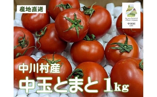 GOKO樹なり甘熟とまと（中玉ABランク品）　約１Kg【金曜日発送】