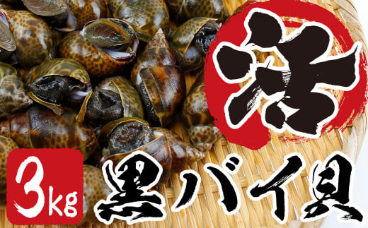 
活黒バイ貝３kg（冷蔵便） 富津産
