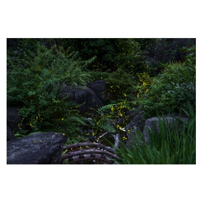 
                  天理の風景5『 THE GARDEN OF DELIGHT 』A4額装プリント【1714816】
                
