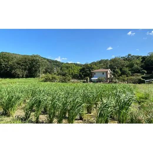 マコモ 真菰茶小セット まこも マコモ茶  ノンカフェイン