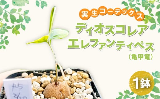 実生コーデックス(塊根植物) ディオスコレアエレファンティペス1鉢【ディオスコレアエレファンティペス（亀甲竜）1鉢 数量限定 観葉植物 鉢植 塊根植物 球根植物 インテリア 新生活 一人暮らし 単身赴任 模様変え 家庭用 記念日 プレゼント オリジナル培養土】