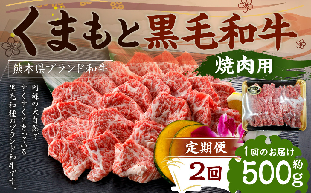 【定期便2回】くまもと黒毛和牛 焼肉用 500g×1P