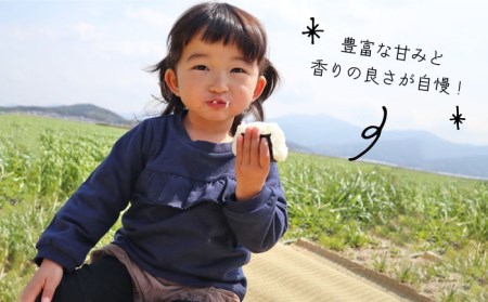 【 全12回 定期便 】米 旋風 ヒノヒカリ 10kg（ 5kg × 2袋 ）《糸島》【百笑屋】 [ABF025]  米 お米 白米 精米 定期便 ひのひかり