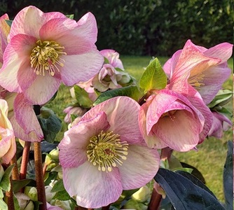 クリスマスローズ・氷の薔薇イタリアーノ　ロゼッタ| 花 クリスマス ローズ 冬 氷 薔薇 赤 季節 冬 ガーデニング ガーデン 庭 贈答 プレゼント ギフト 期間限定 伊那市 ふるさと納税【020-27】