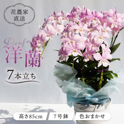 ふるさと納税 糸島市 【ギフトに】デンファレ(洋蘭)7本立ち 糸島市/和饗エコファーム株式会社 [AVI002]