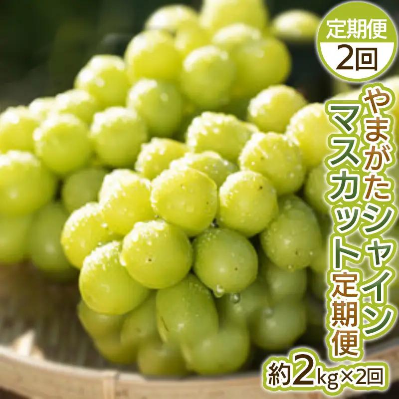 【定期便2回】やまがた シャインマスカット 秀品 約2kg×2回【令和8年産先行予約】FS25-698 くだもの 果物 フルーツ 山形 山形県 山形市 2026年産