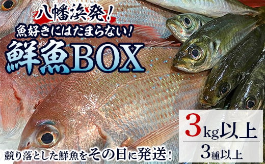 
竹中水産の八幡浜発!「魚好きにはたまらない!鮮魚BOX」＜F22-135＞_ 鮮魚 天然 魚介 魚介類 海鮮 冷蔵 活き 詰合せ セット 食べ比べ 愛媛 八幡浜 産直 産地直送 国産 【1043165】
