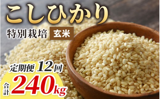 【令和8年産 新米】【12ヶ月定期便】こしひかり 20kg × 12回 計 240kg【玄米】減農薬・減化学肥料 「特別栽培米」－地球にやさしいお米－