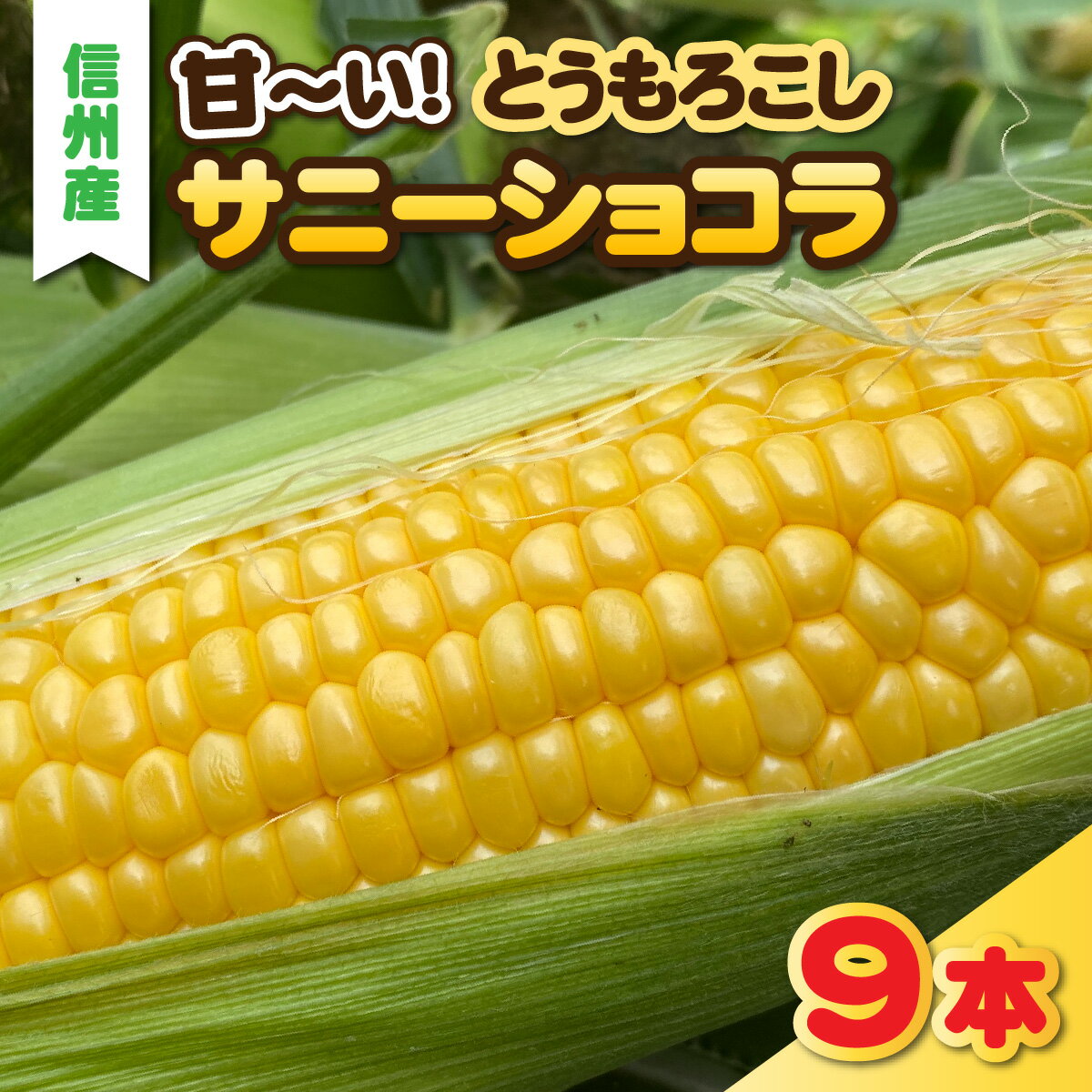 【ふるさと納税】夏の定番　甘ーいとうもろこし　サニーショコラ　9本セット