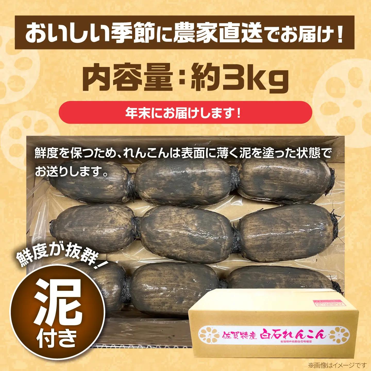 【先行予約 年末発送】れんこん 約3kg れんこん