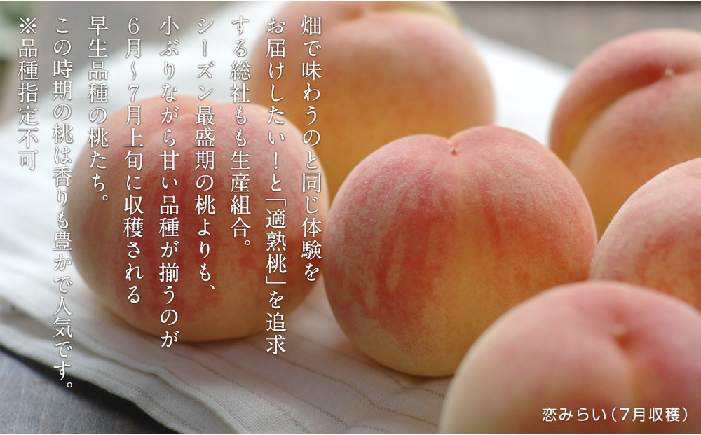 総社もも生産組合　6月-7月早生の桃　自家用1.8kg【6月下以降発送】
