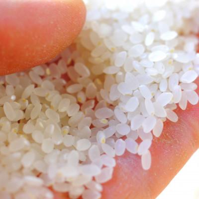 ふるさと納税 山梨県 国際大会受賞歴有!【令和7年産】こぴっと米【農林48号】白米・4kg　特別栽培米 |  | 01