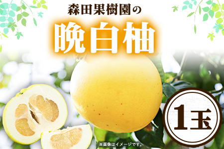 森田果樹園の晩白柚 1玉 森田果樹園《12月中旬-2月末頃出荷》果物 フルーツ サボン 熊本---hkw_26_mtk_2_1t---