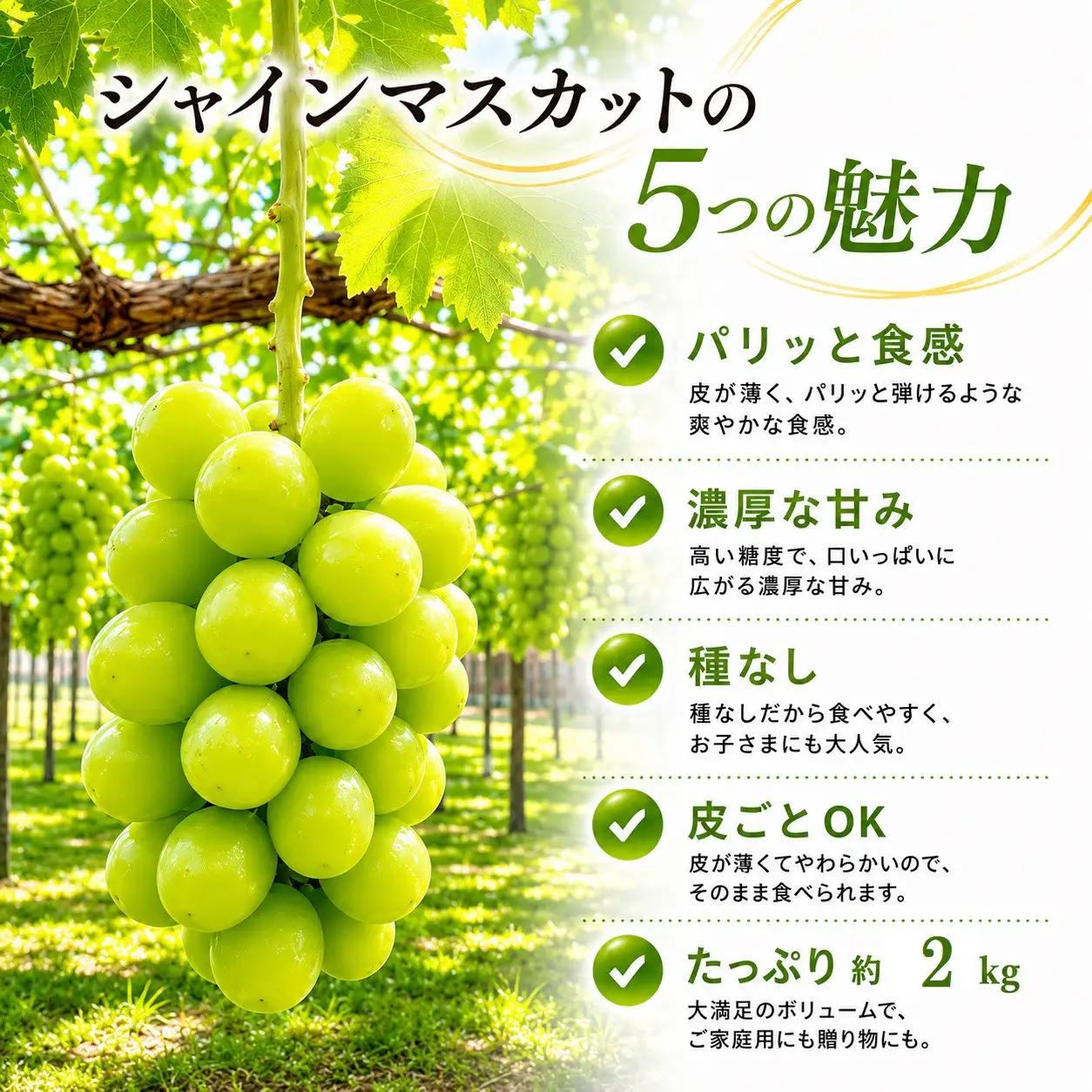 長野市産 シャインマスカット約2kg（4～6房）【2026年発送】 ｜ ぶどう シャインマスカット
