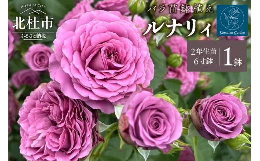 【2026年2月以降発送】バラ苗鉢植え「ルナリィ」　 バラ 苗 1鉢 四季咲き 鉢植え 花 6寸鉢 2年生苗 ガーデニング 初心者 母の日 父の日