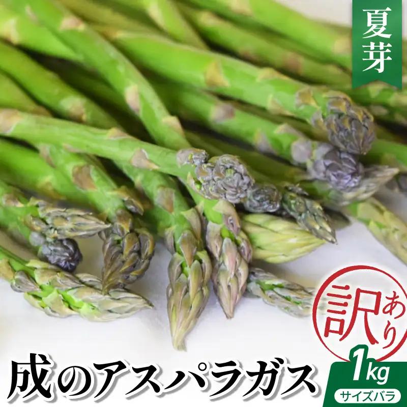 成 アスパラガス 訳あり 1kg 夏芽 アスパラガス