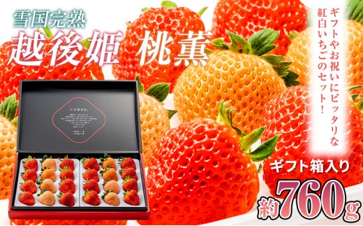 先行予約  いちご 新潟 雪国完熟越後姫桃薫ダブル（約760g）ギフト箱入り食べ比べセット イチゴ 苺 贈り物 上越 苺の花ことば