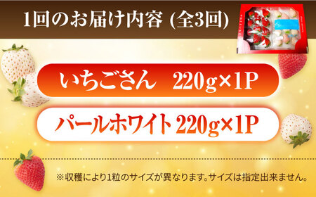 【先行予約】【3回定期便】食べ比べ！いちごさん＆パールホワイト定期便 各220g/回 / イチゴ 苺 ブランド果物 フルーツ 佐賀県産 白石町産 九州 [IBG013]