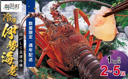［日付指定できる！］文恵丸水産の熊野灘産活〆急速冷凍伊勢海老　竹2～5尾 1kg前後【要日時指定配達 急速冷凍  活〆 プロトン 魚介 伊勢海老 伊勢えび 海老 えび 伊勢エビ イセエビ のし 熨斗 のし対応可 ギフト 年末年始配達可能 三重県 御浜町 冷凍】