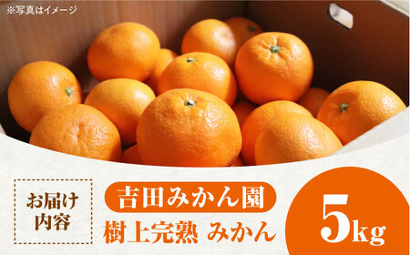 【12月発送】樹上完熟みかん 5kg / 柑橘 国産 フルーツ / 佐賀県 / 吉田みかん園 [41ABAG002]