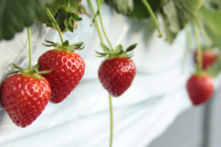 発送1月～【先行受付】あまりん 350～400g（竹）　いちご あまりん いちご